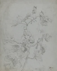 Study of a Climbing Plant (Pumpkin Family)